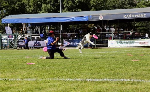 KÖPEK SAHİBİYSENİZ BU SPORU MUTLAKA DENEYİN