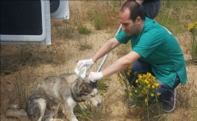 ÇATALCA´DA SOKAK HAYVANLARI AŞILANDI