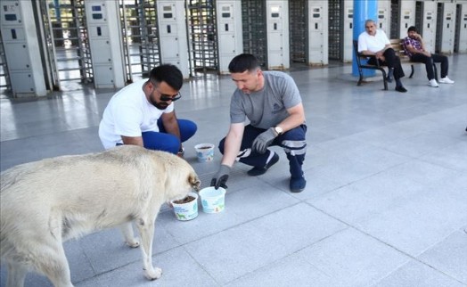 Sokak Hayvanları Sıcak Havalarda da Yalnız Değil