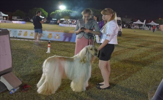 EN İYİ KÖPEK IRKLARI SİLİVRİ´DEYDİ