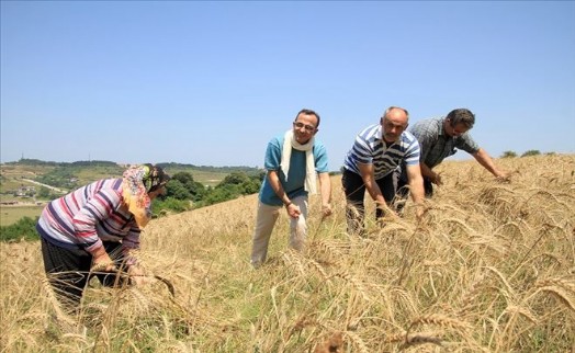 ŞİLE´DE BUĞDAY HASADI