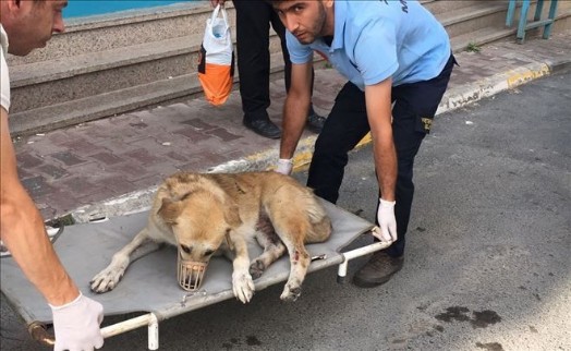 Arabanın Çarptığı Köpek Tedavi Altına Alındı