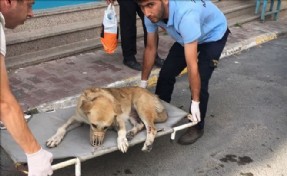 Arabanın Çarptığı Köpek Tedavi Altına Alındı