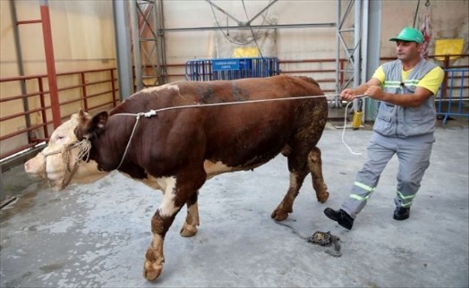 Kurban Yakalama Timi Göreve Hazır