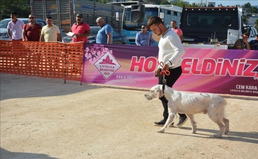 Çatalca´da Fermalı Av Köpekleri Irk Yarışması yapıldı