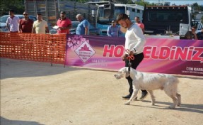 Çatalca´da Fermalı Av Köpekleri Irk Yarışması yapıldı