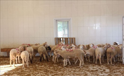 Ümraniyeli Şehitler İçin Kurban Kesildi