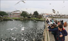 KÜÇÜKÇEKMECE´DE GÖLÜ´NDE MARTILARIN EKMEK KAPMA YARIŞI