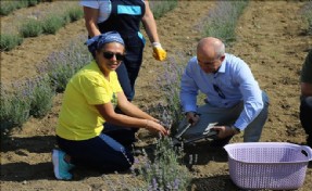 AKGÜN: ?LAVANTA, BİRÇOK AİLENİN GEÇİM KAYNAĞI OLACAK?