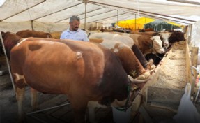 ZEYTİNBURNU’NDA KURBAN SATIŞLARI BAŞLADI