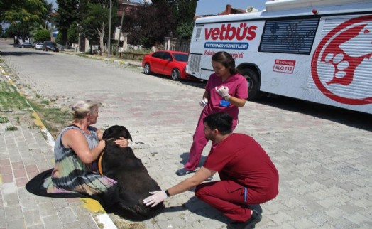 BEYLİKDÜZÜ’NDE SOKAK HAYVANLARINA VETBÜS İLE YERİNDE SAĞLIK HİZMETİ