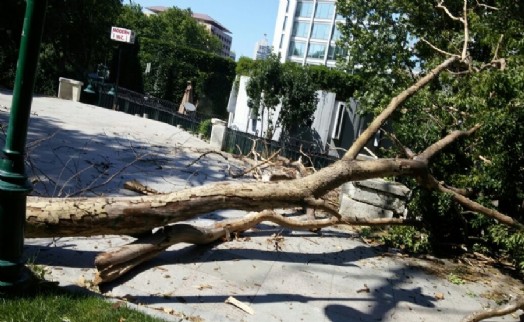 İBB, GEZİ PARKI’NDA KURUYAN AĞAÇLARI KALDIRIP YENİLERİNİ DİKİYOR