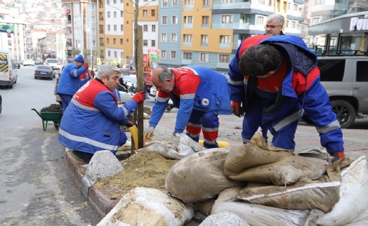 KAĞITHANE SOKAKLARINI ÇINAR AĞAÇLARI SÜSLEYECEK