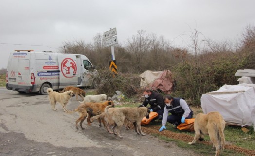 İBB, SOKAK HAYVANLARINI UNUTMADI