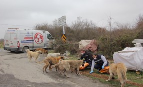 İBB, SOKAK HAYVANLARINI UNUTMADI