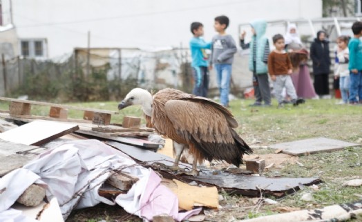 Yaralı akbaba Arnavutköy Belediyesi veteriner ekiplerince tedavi edilecek