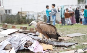 Yaralı akbaba Arnavutköy Belediyesi veteriner ekiplerince tedavi edilecek