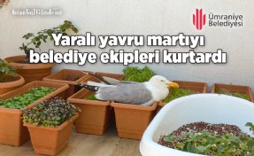 YARALI MARTININ İMDADINA ÜMRANİYE BELEDİYESİ YETİŞTİ