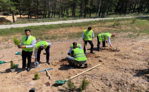 Ümraniye Ülkü Ocakları fidanları toprakla buluşturdu