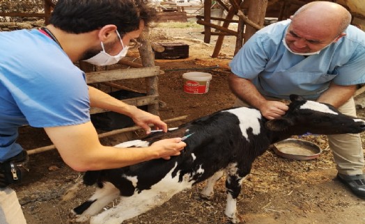 Ümraniyeli veterinerler yangın bölgesinde hayvanların yaralarını sarmaya başladı