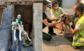 Afet mağduru hayvanlar koruma altına alınacak