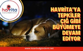 Hayvanseverler, yetkililerden açıklama bekliyor