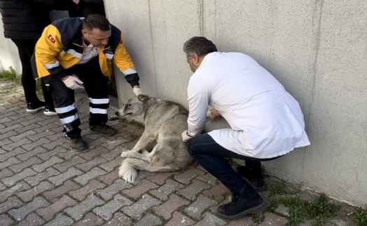 Bayrampaşa’daki patili dostlar artık daha sağlıklı