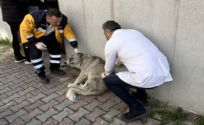 Bayrampaşa’daki patili dostlar artık daha sağlıklı