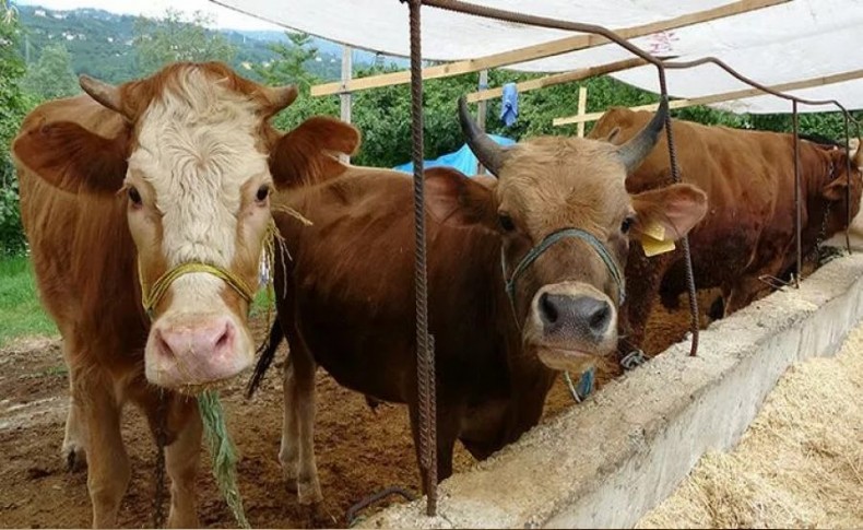 Açıklama geldi! Kurban Bayramı’nda kurban sıkıntısı...