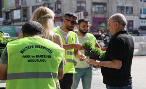 Maltepe Belediyesi’nden ücretsiz fesleğen dağıtımı